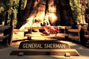 General Sherman-1-HP